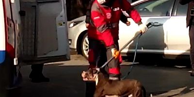 Sahipsiz Pitbull Barınağa Götürüldü