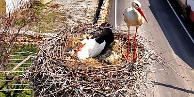 Sarıoğlan’da Leylekler Yuvalarına Döndü