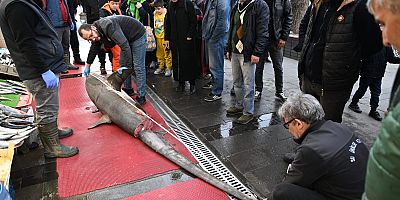 Satışı yasak olan Camgöz Köpek Balığı Satan İşletmeye Para Cezası Kesildi