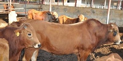 Sığırlara Yapılan Zorunlu Aşıya Virüs Karıştı İddiası!