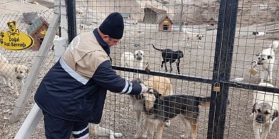 Sokak Hayvanlarına Yuva Sıcaklığında Barınma İmkanı