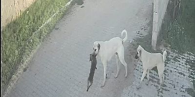 Sokak Köpekleri Bağlı Köpeğe Saldırarak Öldürdü
