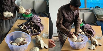 Son Yağışlar Mantara İlgiyi Artırdı