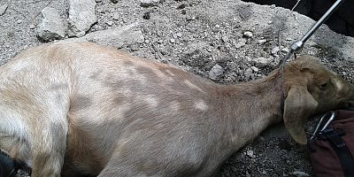 Su Kuyusuna Düşen Keçiyi İtfaiye Kurtardı