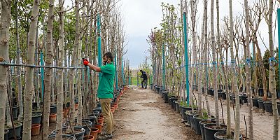 Talas’a 10 Bin Metrekarelik Yeni Fidanlık