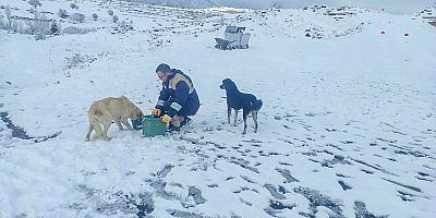 Talas’ta Can Dostlar İçin 40 Besleme Noktası