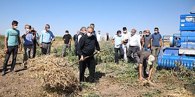 Talas'ta Kuru Fasulye Hasadı Yapıldı