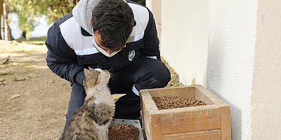 Talas’ta Sokak Hayvanlarını Özel Ekip Besliyor
