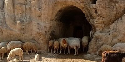 Tarihi Ağıllarda Küpeleme Çalışması 