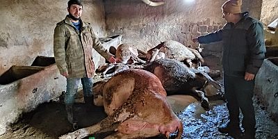 Tarım Müdürü Şahin 12 Hayvanı Telef Olan Besicisi Ziyaret Etti