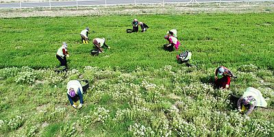 Tarımın Merkezi Kocasinan’dan Kayseri’ye Yeni Bir Kazanç Kapısı