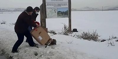 Tedavisi Tamamlanan Şahin Doğaya Bırakıldı