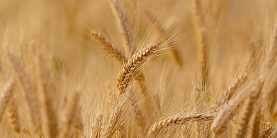 TMO Buğday ve Arpa Alım Fiyatları Açıklandı