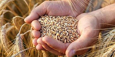 TMO da Ekmeklik Buğday ve Arpaya Zam Yaptı