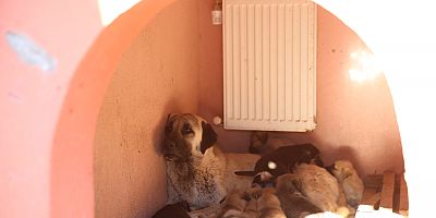 Traktörün Arkasında Sürüklenen Köpek ve Yavruları Güvende