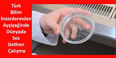 Türk Bilim İnsanlarından Ayçiçeğinde Dünyada Ses Getiren Çalışma