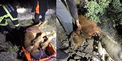 Uçuruma Yuvarlanan İnek, 3 Saat Süren Çalışmayla Kurtarıldı