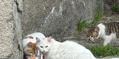 Üniversiteli Gönüllü Öğrencilerden Dünya Sokak Hayvanları Gününde Anlamlı Etkinlik