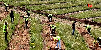 Vali Çiçek: Yamula İçin 4 Milyon Ağaç Dikimi Gerçekleştirildi