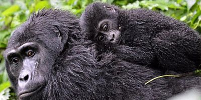 WWF: Yaban Hayvanlarının Nüfusu 50 Yılda Yüzde 68 Azaldı