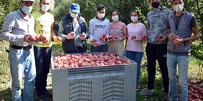 Yahyalı'da Elma Hasadı Başladı