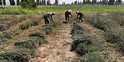 Yahyalı'da Lavanta Hasadı