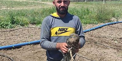 Yaralı Arı Şahini İçin Tedavi Süreci Başladı 