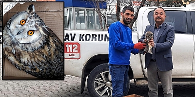 Yaralı Baykuş Tedavi Altına Alındı