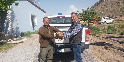 Yaralı Halde Bulunan Şahin, Tedavi Altına Alındı