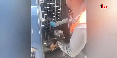 Yaralı Köpek Tedavi Edilip Barınağa Teslim Edildi