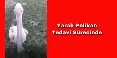 Yaralı Pelikan İçin Tedavi Süreci Başladı