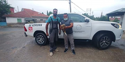 Yaralı Şahin Tedavi Altına Alındı