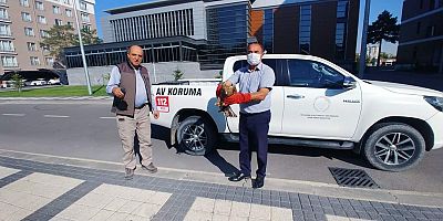 Yaralı Şahin ve Güvercin Tedavi Altına Alındı