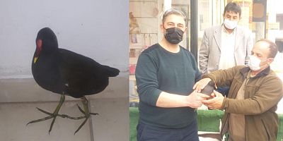 Yaralı Su Tavuğu İçin Tedavi Süreci Başladı