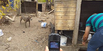 Yasaklı Köpek Sahiplenen ve Ticaretini Yapan 6 Kişiye 240 Bin TL Ceza