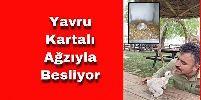 Yavru Kartalı Ağzıyla Besliyor
