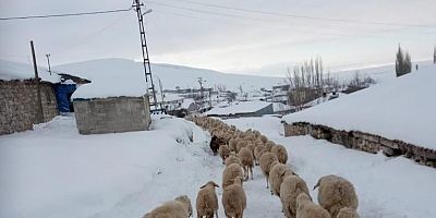 Yaylada Mahsur Kalan 4 Çoban İle 2 Bin Küçükbaş Hayvan Kurtarıldı