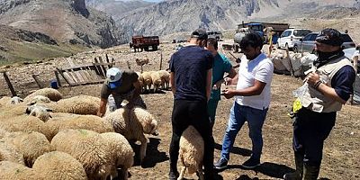 Yaylaklarda Küçükbaş Küpeleme ve Aşılama Çalışmaları Başladı