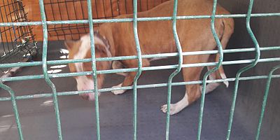 Yeşilhisar’da Başı Boş Pitbull Yakalandı