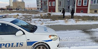 Yeşilhisar Emniyeti’nden Sokak Hayvanlarına Mama Desteği