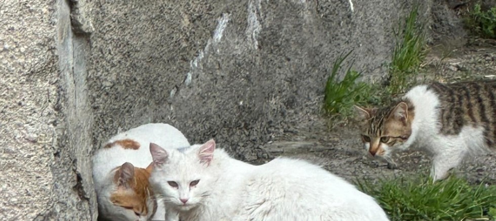 Üniversiteli Gönüllü Öğrencilerden Dünya Sokak Hayvanları Gününde Anlamlı Etkinlik