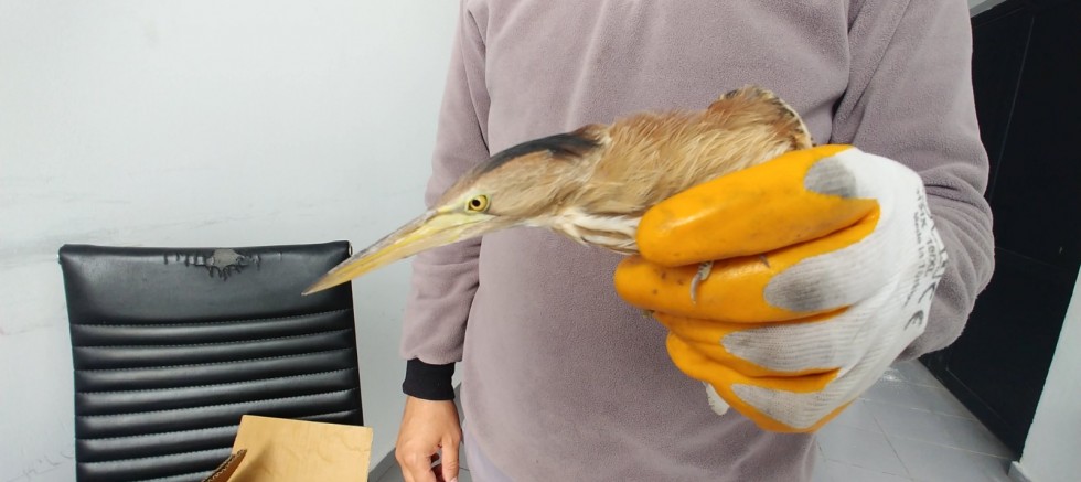 Yaralı Bulunan Balaban Kuşu Tedavi Altına Alındı